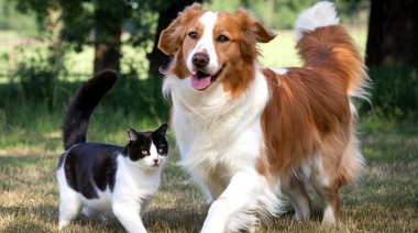 El "buen vivir": un enfoque integral en la salud de los animales de compañía