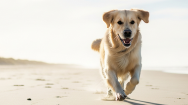 10 hábitos respaldados por la ciencia para prevenir el cáncer en animales de compañía