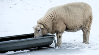 Presentan un bebedero térmico para ovinos: evita que se congele el agua
