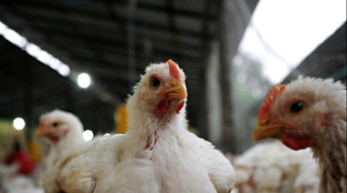 Fortalecen las estrategias de prevención, control y erradicación de la Influenza aviar