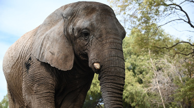Kenya ya está en el santuario para elefantes de Brasil donde tendrá una mejor calidad de vida