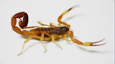 Advierten sobre la expansión de escorpiones en regiones de Argentina