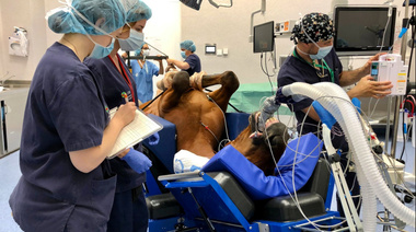 Revelan una reducción de la mortalidad anestésica en caballos a nivel mundial