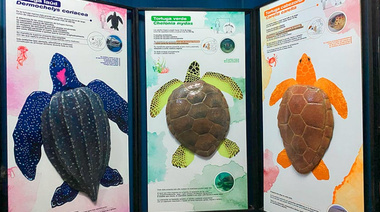 Inauguran en la Costa Atlántica Bonaerense una sala didáctica sobre las tortugas marinas