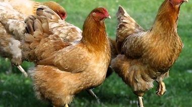Promueven la cría de gallinas, con foco en el bienestar animal y las prácticas avícolas responsables