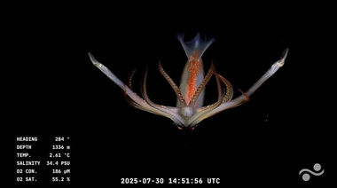 Exploración sin precedentes en el Atlántico Sur