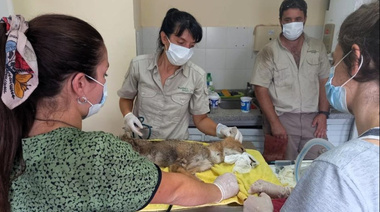 El trabajo de los veterinarios detrás de la conservación de los animales silvestres