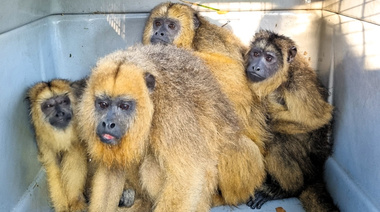 Liberaron en Corrientes a cuatro monos carayá