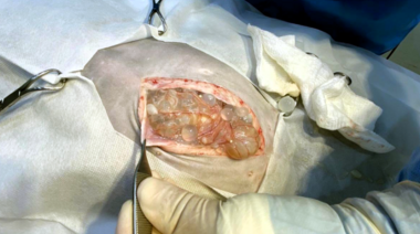 Equinococosis quística en gatos: primer caso reportado en Chile y su relevancia sanitaria