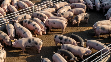 Presentaron la "Guía para la implementación en la producción de ganado porcino"