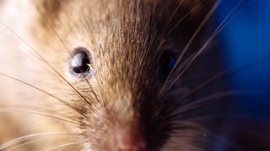 Advierten sobre el riesgo de las enfermedades transmitidas por ratas, ratones y lauchas