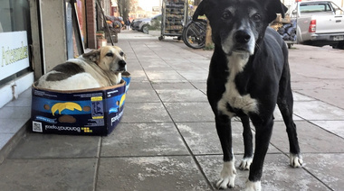 Animales sin hogar: una deuda ética que podemos y debemos saldar