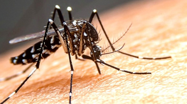 Mosquito: la criatura más mortífera del mundo