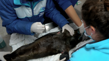 Alertan sobre la situación de la fauna marina