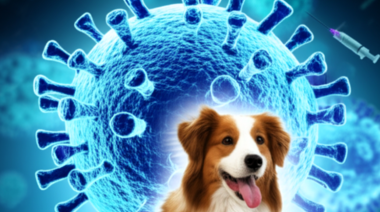 Identifican la diversidad genética del distemper canino en Chile