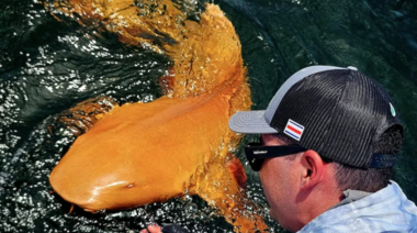 Hallan un extraño tiburón naranja con ojos blancos