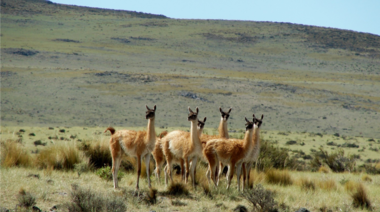 Mendoza es el hogar de la mayor migración libre de guanacos del planeta