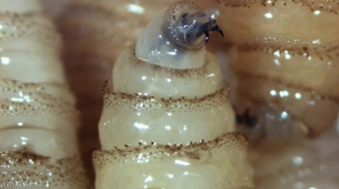 Gusano barrenador: la plaga que pone en alerta a América