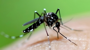 Dengue: La prevención es clave todo el año