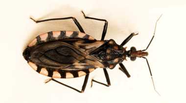 Chagas: una enfermedad silenciosa que aún desafía a la Argentina