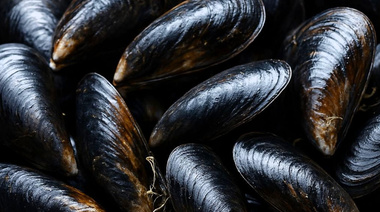 Ciencia y producción se unen para el cultivo sustentable de mejillones