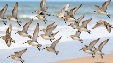 Aves playeras en Argentina: centinelas de la salud de nuestras costas