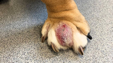 Nuevas pautas internacionales sobre el uso de antimicrobianos en piodermia canina