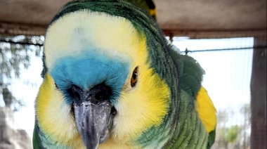 Secuestran ejemplares de fauna silvestre en una granja educativa de Villa María