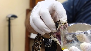 Identifican el potencial de moléculas para inhibir efectos del veneno de yarará