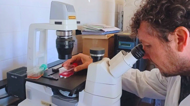 Desarrollan vacunas orales con peperina para frenar la diarrea porcina