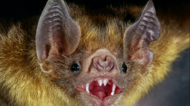 Caso de rabia paresiante en Villafañe: el Senasa implementó medidas sanitarias