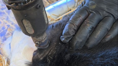 Descubren que el uso de sedación al desmochar terneros afecta la tasa de crecimiento