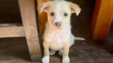 Nuevos hallazgos sobre la relación de la microbiota intestinal con el comportamiento canino