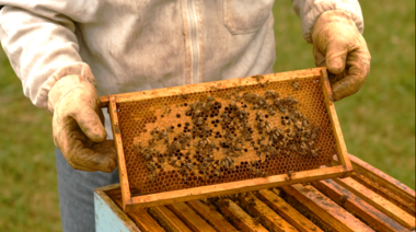 Senasa refuerza medidas para prevenir la loque americana en colmenas