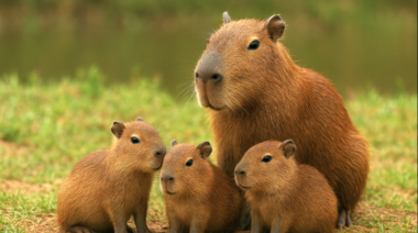 Resolución a favor de los carpinchos de Nordelta y del ecosistema del Delta del Paraná