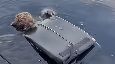 La historia del yaguareté que venció a la muerte y que conmueve al mundo