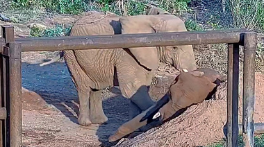 Falleció “Pupy” en el Santuario de Elefantes de Brasil