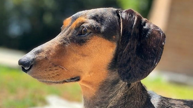 Jesús María implementó un registro con microchips para perros