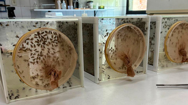 Moscas resistentes: alertan sobre mutaciones que anulan los insecticidas en granjas avícolas