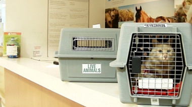 Viajar con animales de compañía desde Argentina: pasos a seguir