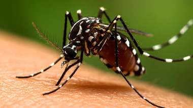 Buscan anticipar brotes de dengue con el uso de Inteligencia Artificial