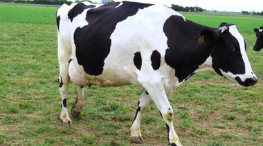 Desarrollan en Argentina una vacuna eficaz contra la mastitis bovina