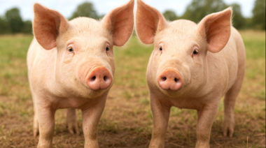 Científicos logran desarrollar cerdos inmunes a la peste porcina clásica