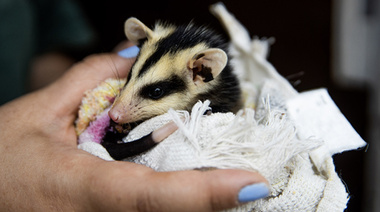 Atención clínica y rehabilitación de fauna silvestre en la Reserva Ecológica Costanera Sur