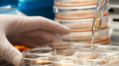 Logran reproducir en laboratorio el ciclo sexual de Toxoplasma gondii