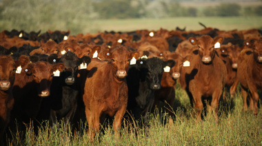 Agtech: la nueva división de soluciones tecnológicas de Biogénesis Bagó