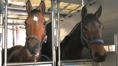 Establecen nuevas condiciones sanitarias para el aislamiento de equinos importados