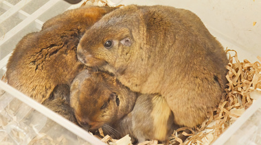 Identifican el lenguaje oculto del tuco-tuco colonial