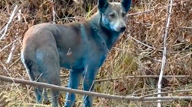 Misterio en Chernóbil: ¿Por qué hay perros azules? 