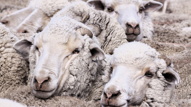 Nuevas exigencias del SENASA para los productos antisárnicos ovinos